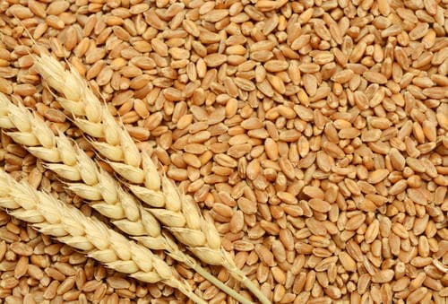 high quality wheat grain